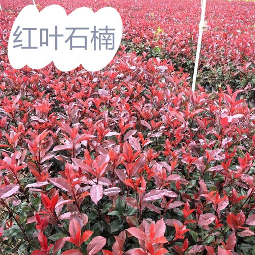 红叶石楠带杯苗四季常绿庭院造景