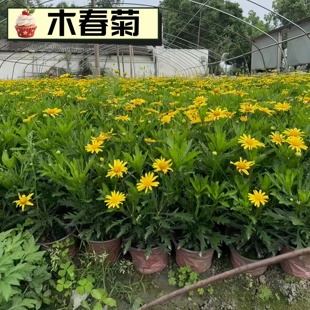木春菊黄金菊花苗庭院开花盆栽多年生花卉野生花卉工程苗花镜植物