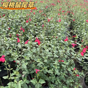 天蓝鼠尾草盆栽墨西哥鼠尾草庭院林荫鼠尾草好公园庭院花镜大炫蓝