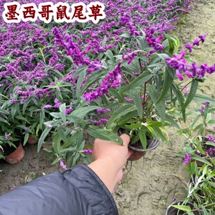 花镜墨西哥鼠尾草林荫鼠尾草盆栽阳台庭院多年生带花耐热好养绿植
