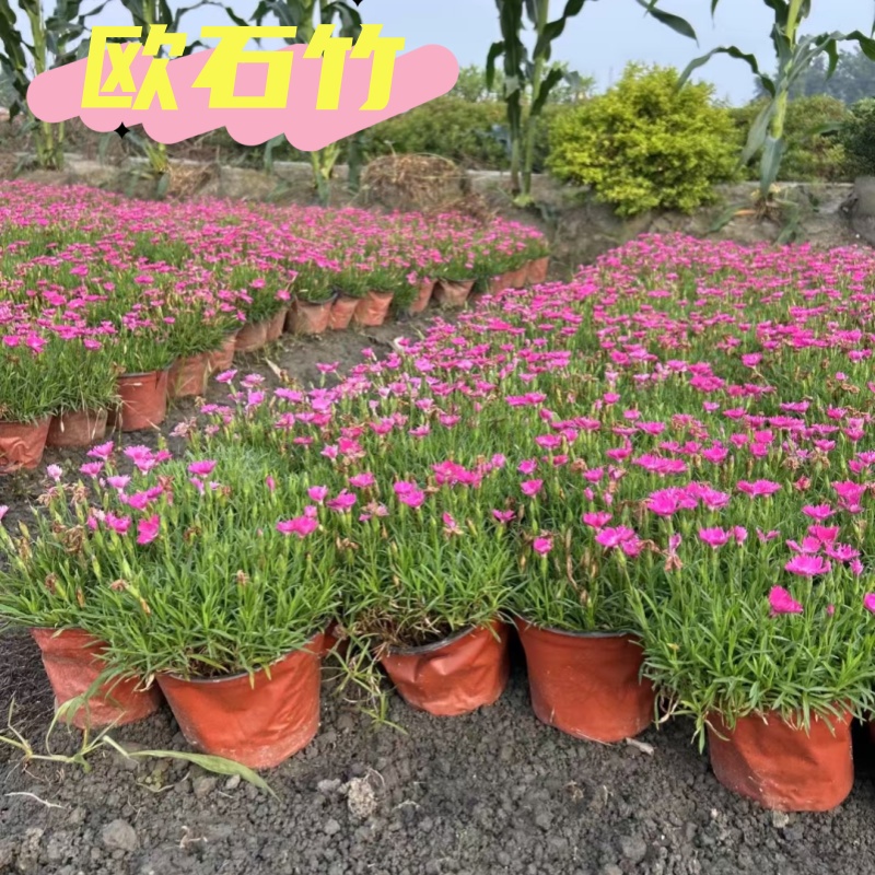 欧石竹花苗四季草皮室外草坪