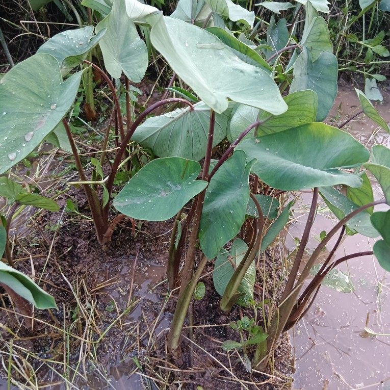 重庆农家老品种水芋头种苗紫杆芋苗芋头粉糯种苗20颗新鲜芋种易活