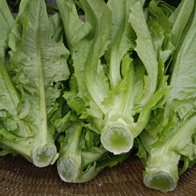 重庆山区农家四季甜脆油麦菜疏菜清香新鲜青菜蔬菜当季食时令蔬菜