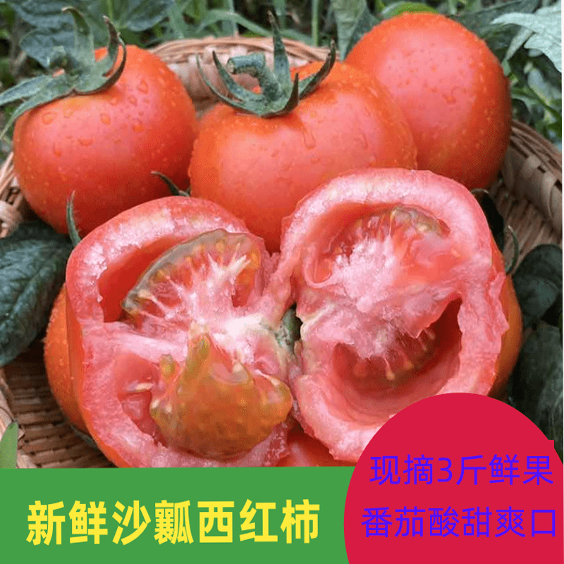 沙瓤西红柿疏果新鲜番茄可以生吃农家菜应季疏菜3斤现摘鲜果发货