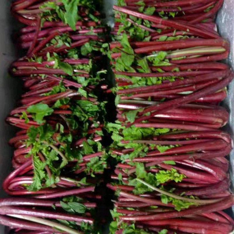 重庆农村山区新鲜红萝卜无叶杆子梗杆泡菜食材当季新鲜疏菜萝卜杆