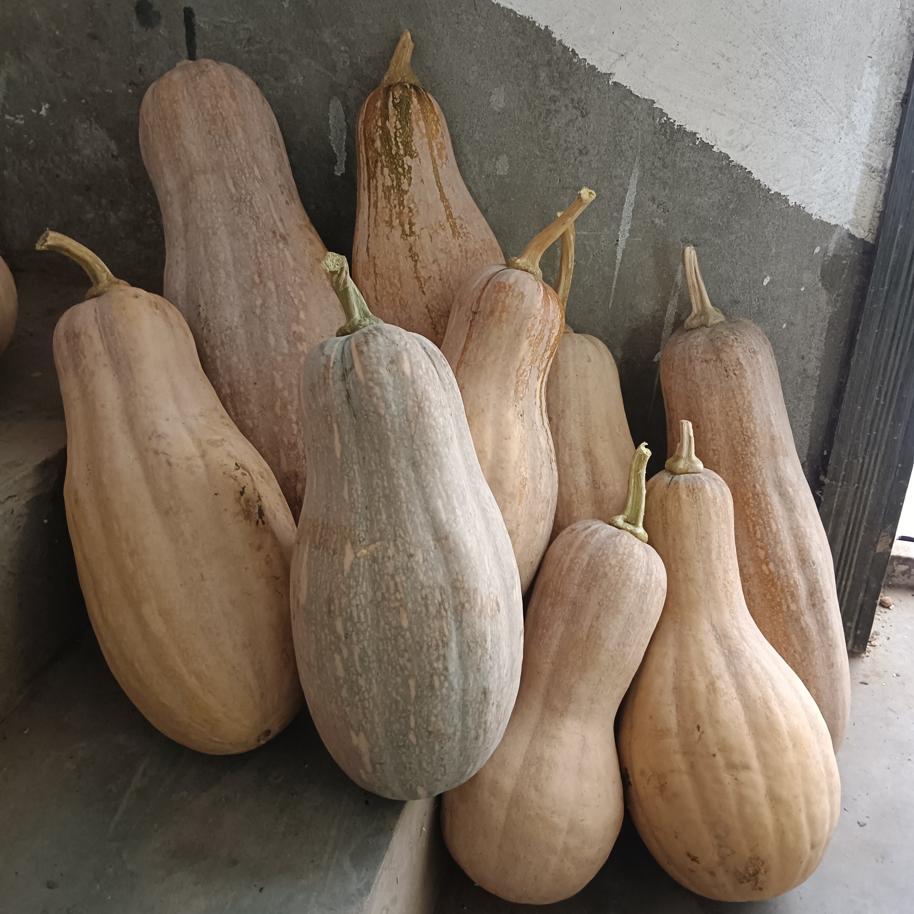 老品种黄皮红肉老南瓜下单现摘香甜糯面宝宝辅食当季新鲜农家自种