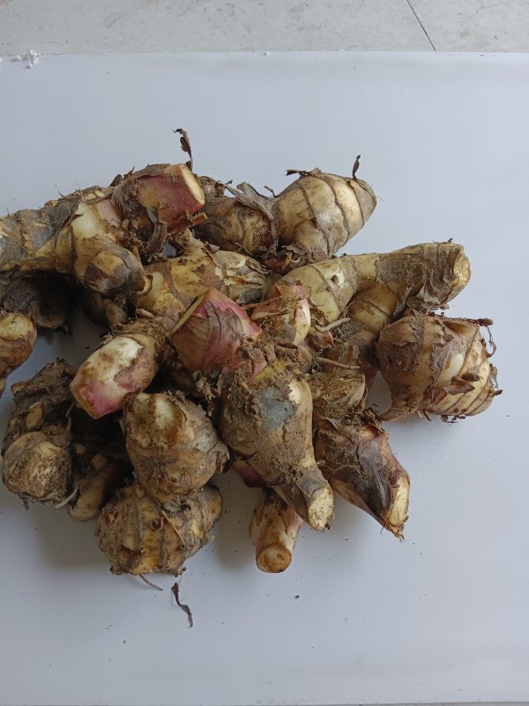 野生蕉芋儿芭蕉芋头粗粮块茎旱藕蕉芋芽蕉木芋白金芋姜藕现挖新鲜