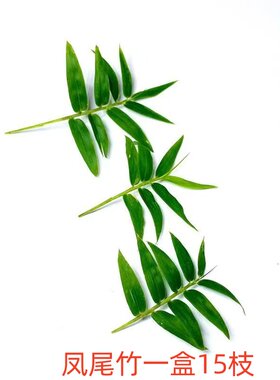 新鲜凤尾竹小竹叶细叶竹