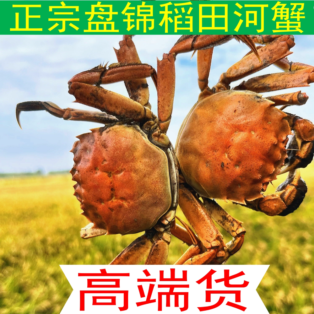 盘锦河蟹稻田蟹鲜甜美味大河蟹