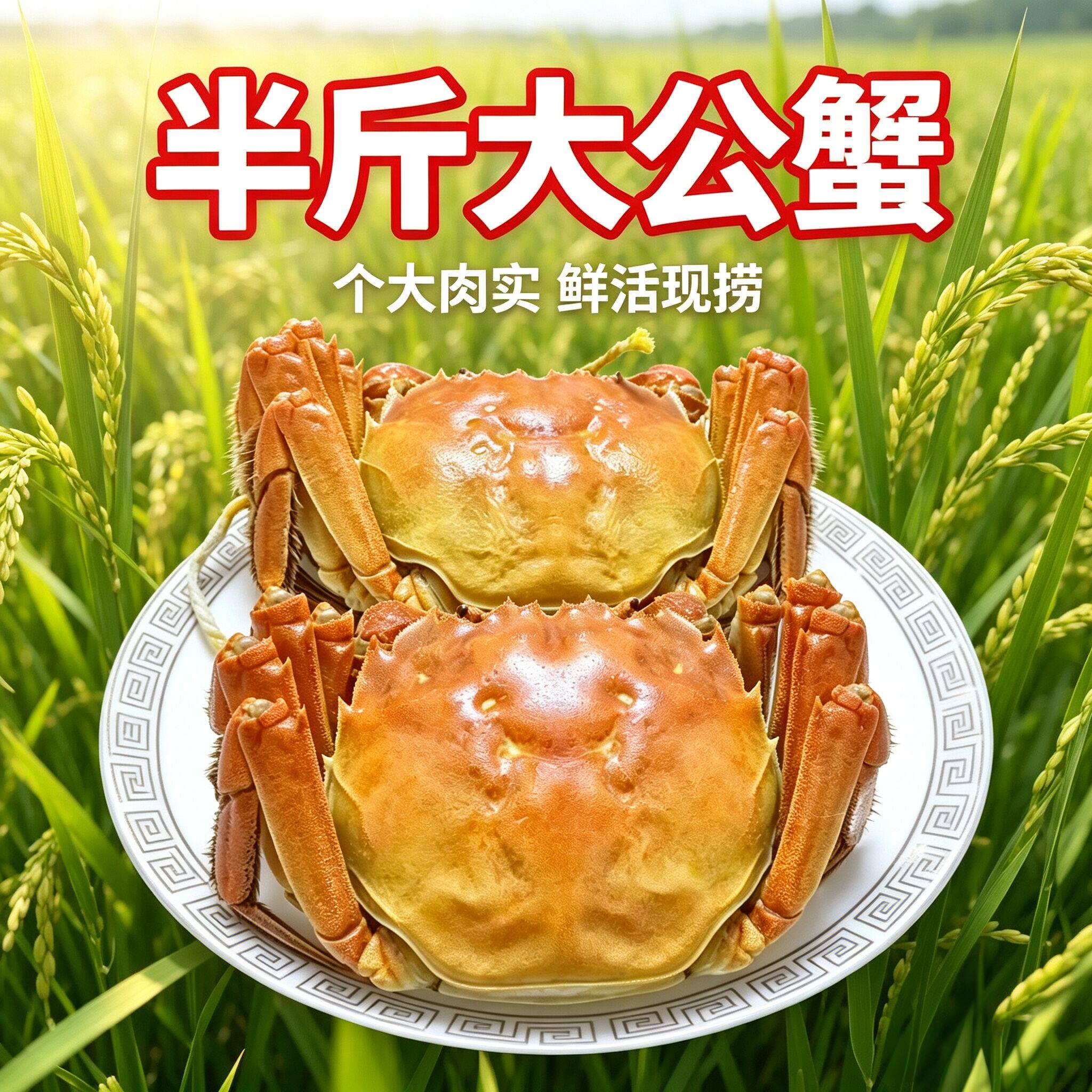 半斤大公蟹膏肥4两大母蟹满黄