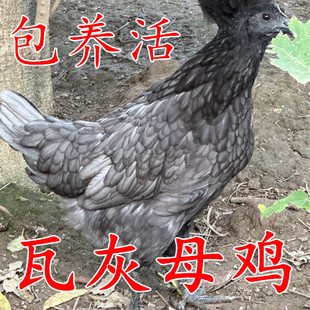 快下蛋瓦灰母鸡高产绿壳蛋鸡 瓦灰鸡，土鸡瓦灰公鸡 乌鸡包活到家