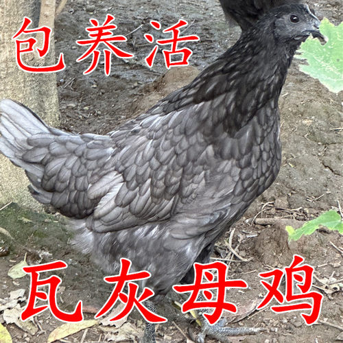 瓦灰鸡绿壳蛋鸡包活到家绿壳蛋鸡