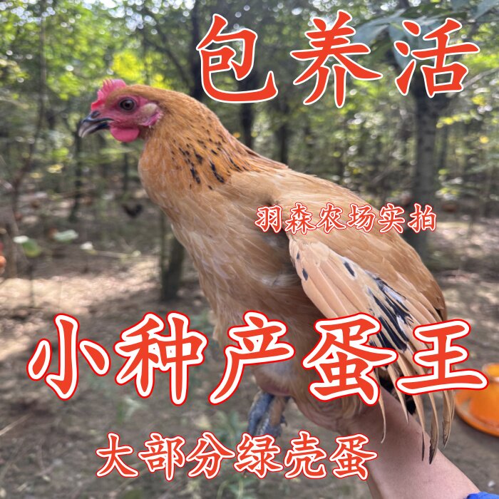 散养麻羽绿壳蛋鸡 青脚麻鸡 小种黄土鸡 活鸡观赏鸡 活体鸡包活