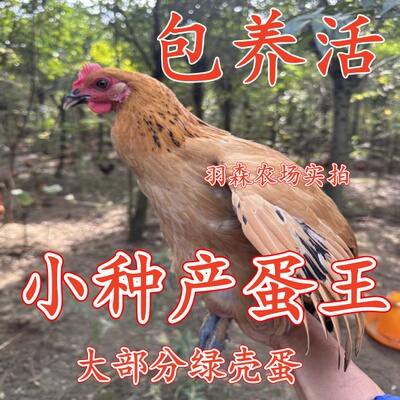 活体土鸡绿壳鸡青脚麻鸡产蛋王