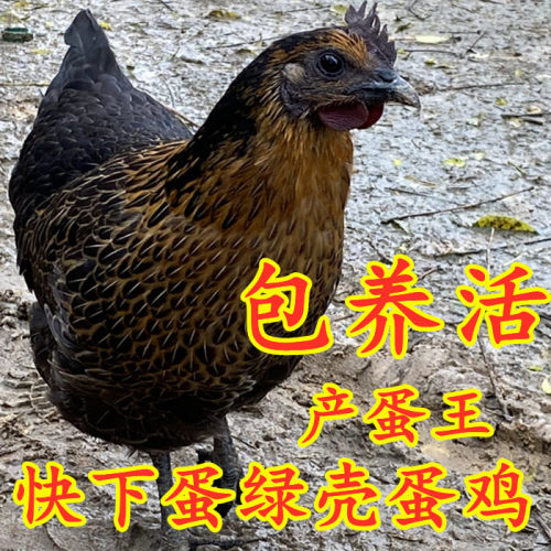 乌骨鸡包活到家包活到家绿壳蛋鸡