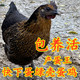 快下蛋高产绿壳蛋鸡花毛五黑鸡乌鸡乌骨鸡凤头五黑一绿鸡包活到家
