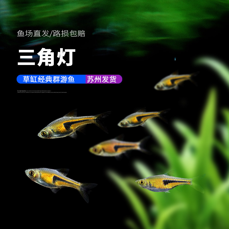 三角灯鱼大三角灯鱼金三角草缸群游鱼好养淡水观赏鱼活体灯科鱼苗