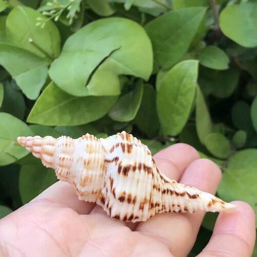 海螺贝壳摆件花斑长旋螺