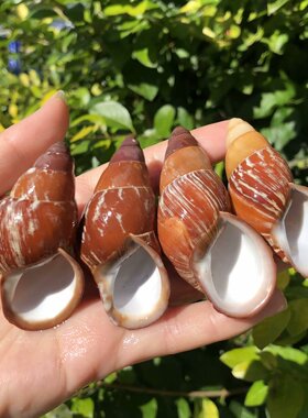 贝壳海螺蜗牛壳寄居蟹替换壳