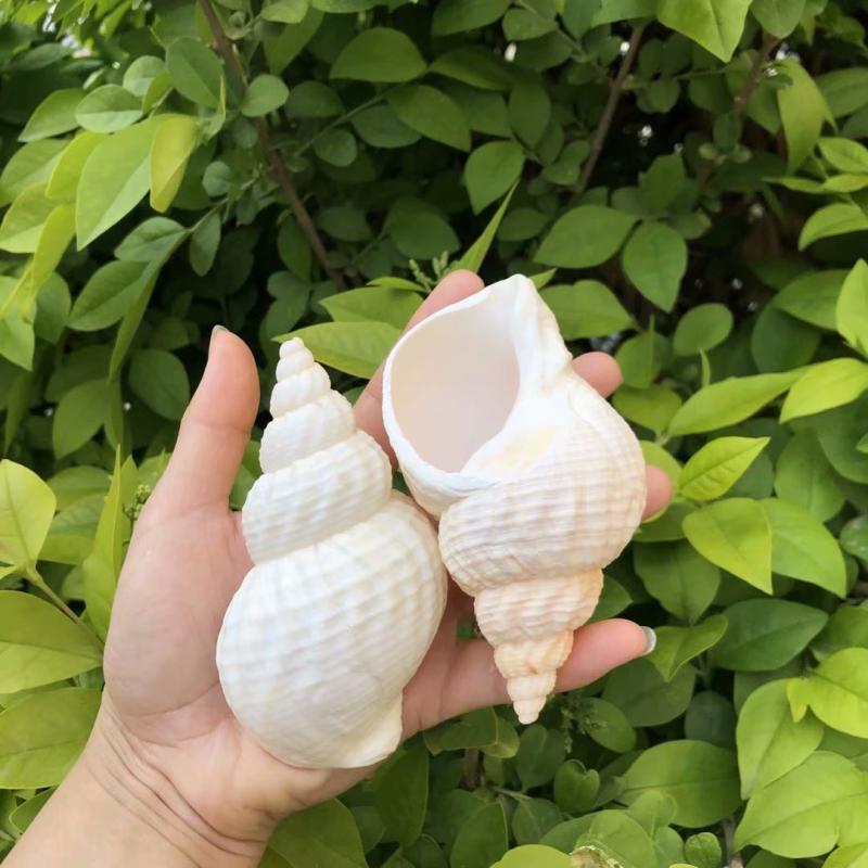 天然海螺贝壳花生鱼缸装饰摆件