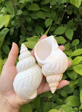 天然海螺贝壳花生鱼缸装饰摆件