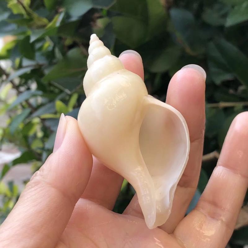 天然贝壳海螺仙女螺白