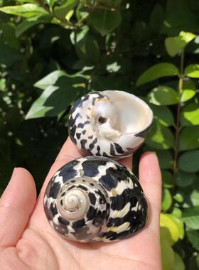 天然海螺贝壳黑金刚南