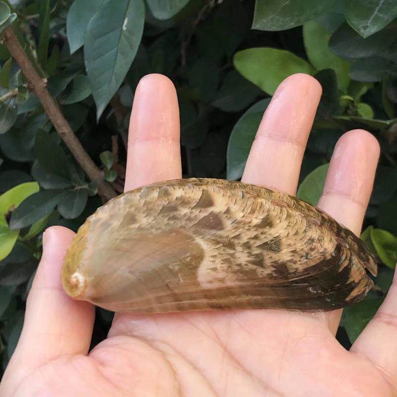 包邮天然贝壳海螺驴耳鲍鱼壳缸地台摆件水族造景装饰手工diy标本