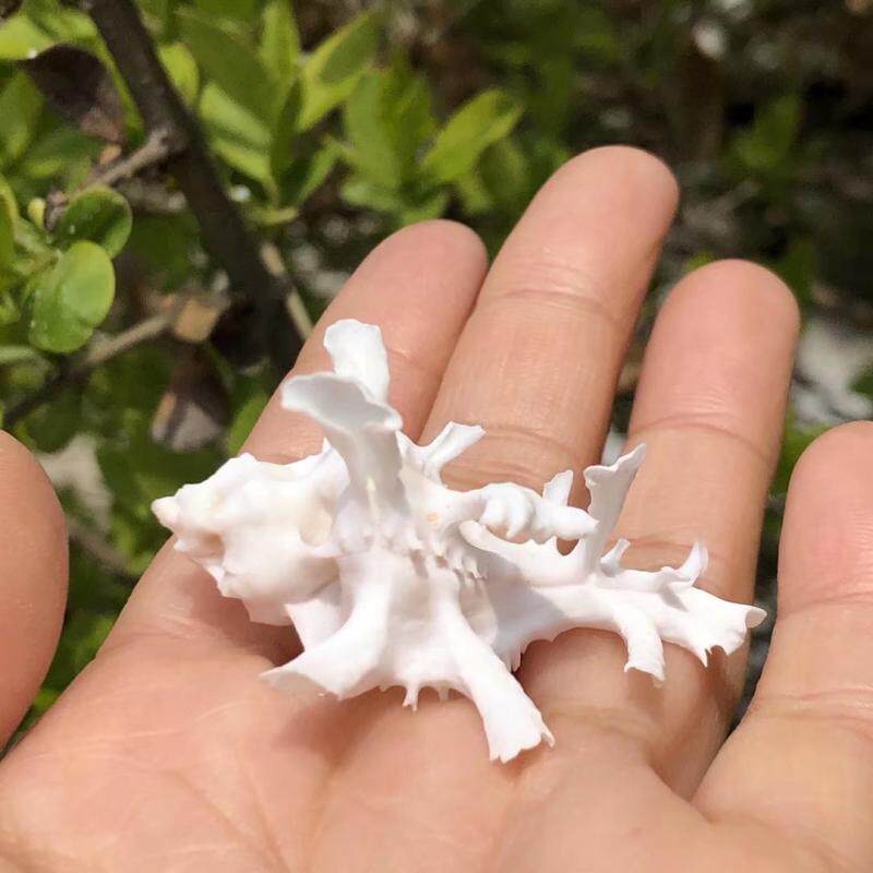骨螺天然贝壳海螺白银杏螺标本螺家居鱼缸水族造景寄居蟹替换壳