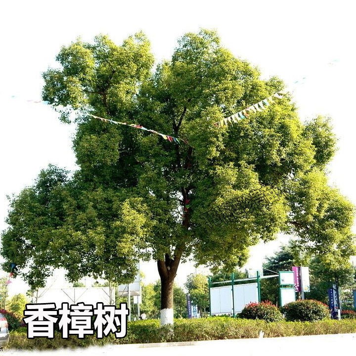 I室内除甲d醛小叶香樟树苗花盆栽老桩疙瘩阳台驱蚊好养四季常绿植 优库淘
