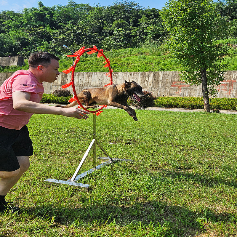 消防训犬不锈钢火圈训练器材狗钻圈可调节防打翻火障圈训狗器