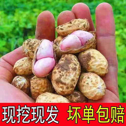 农家自种红皮花生湿花生新鲜带壳