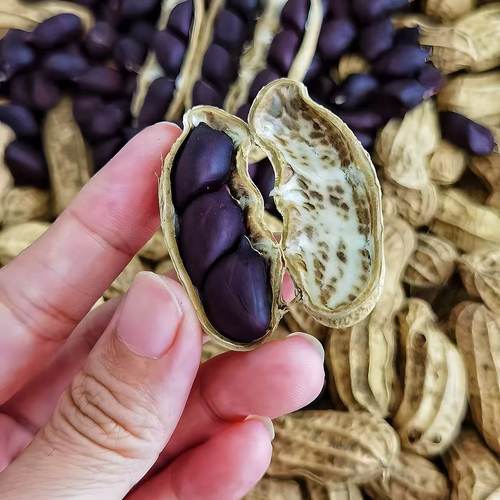 云南特产富硒黑花生干花生