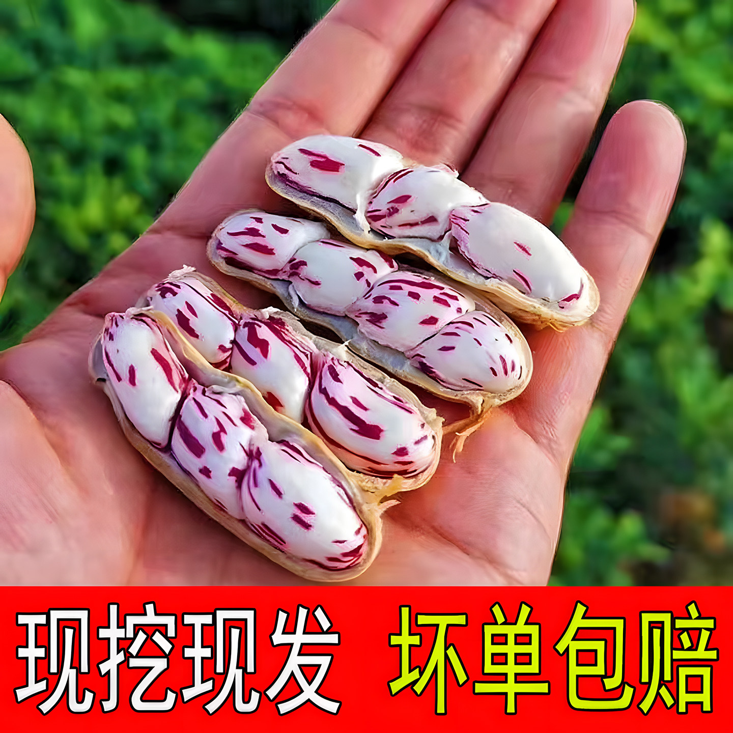 云南新鲜七彩花生2026现挖新鲜湿花生水果牛奶甜嫩花生富硒黑花生
