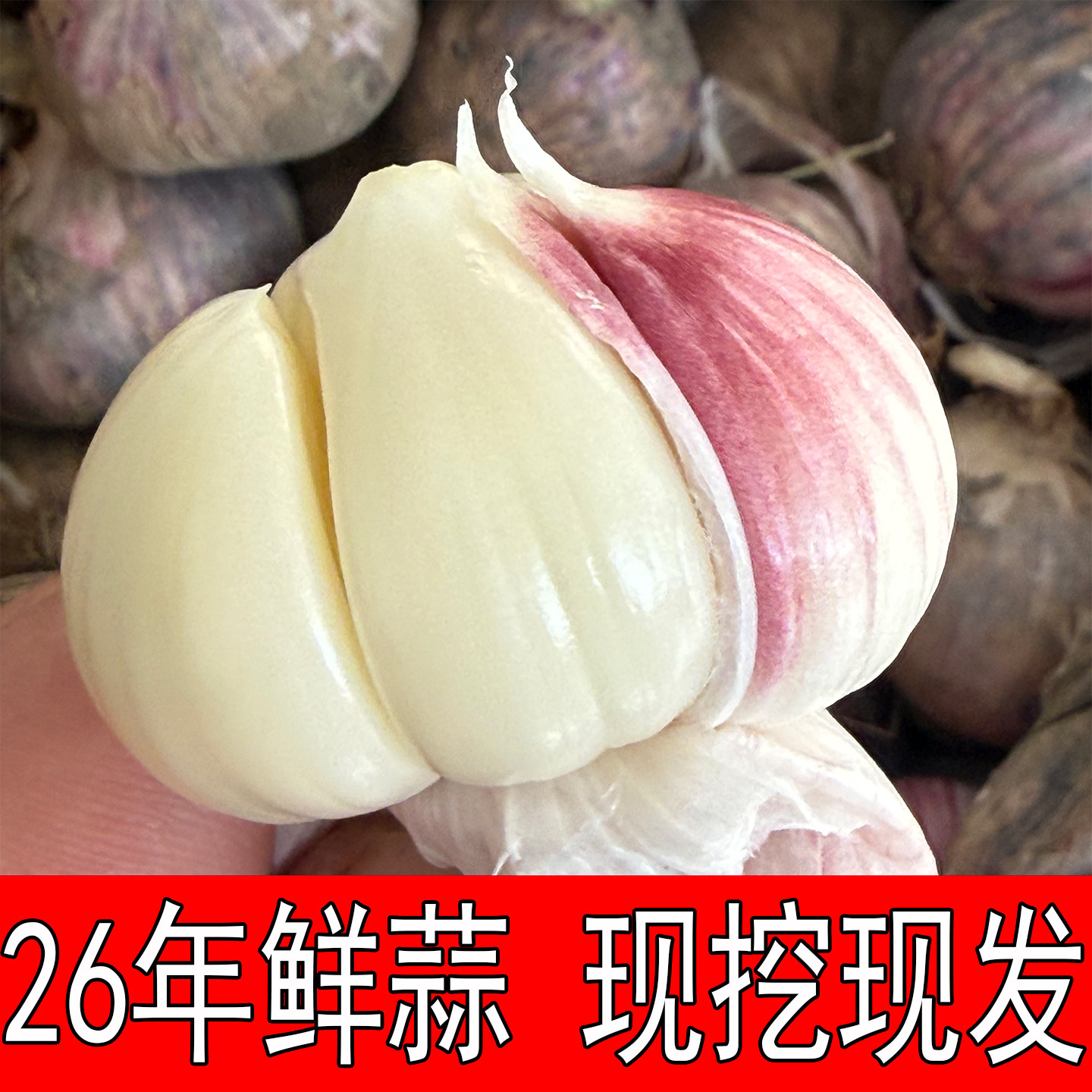 2026现挖新鲜大蒜独头蒜紫皮湿蒜嫩蒜正宗云南紫皮蒜农家鲜三丫蒜,水产肉类/新鲜蔬果/熟食,大蒜,淘宝优惠券,粉丝福利购,淘宝优惠卷