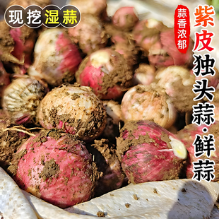 2026现挖新鲜大蒜云南紫皮独头蒜腊八蒜嫩蒜农家多瓣鲜湿蒜三丫蒜