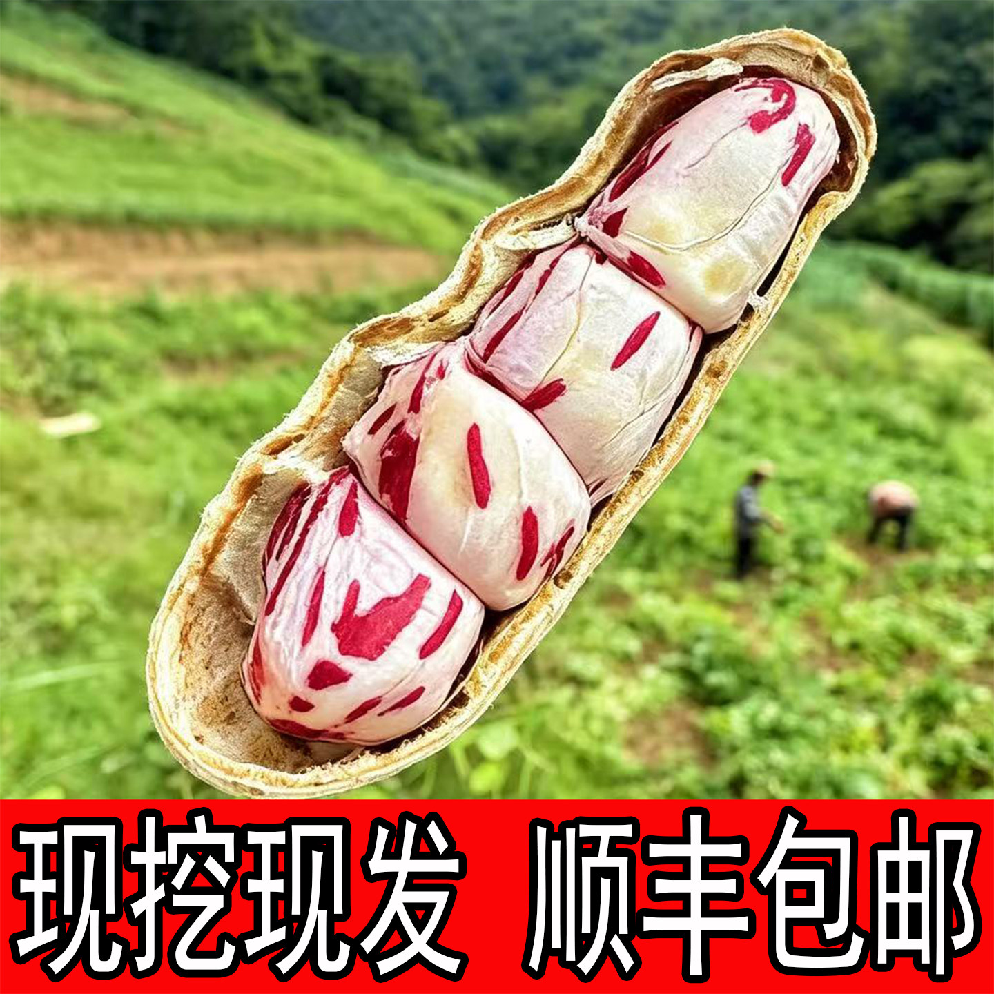 新鲜七彩花生云南七彩花生