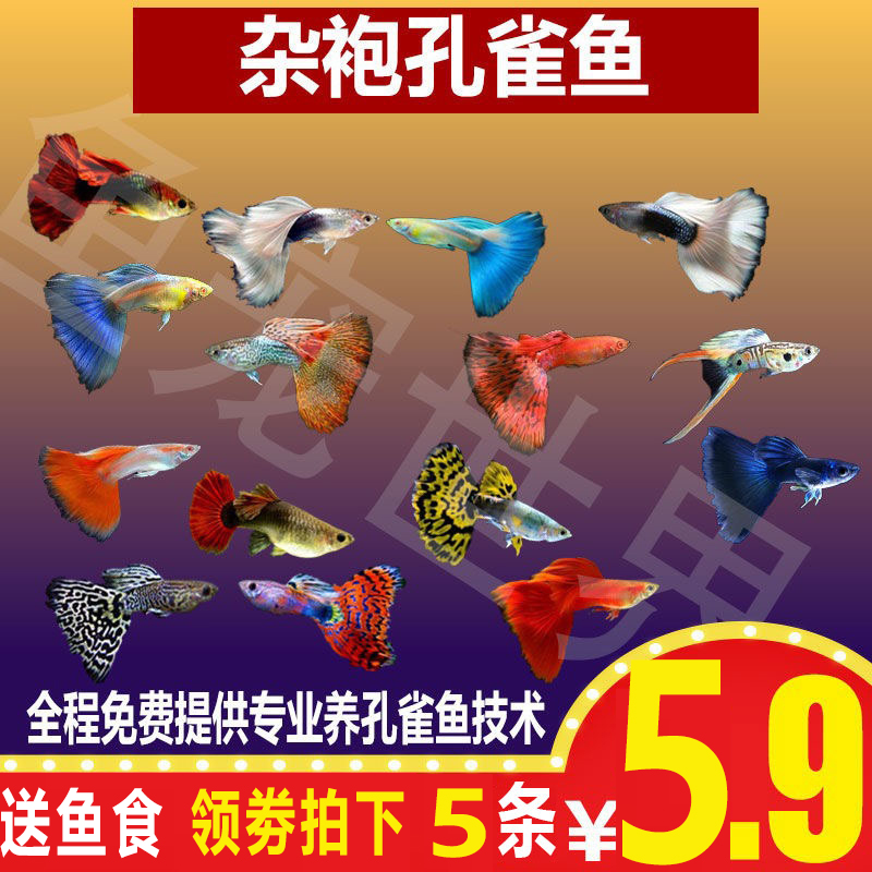 孔雀鱼灯科鱼冷水热带淡水清道夫锦鲤金鱼观赏鱼活体 杂袍孔雀鱼在类目 宠物/宠物食品及用品, 水族世界, 鱼中 - 来自Buy2taobao.com提供专业的淘宝代购服务