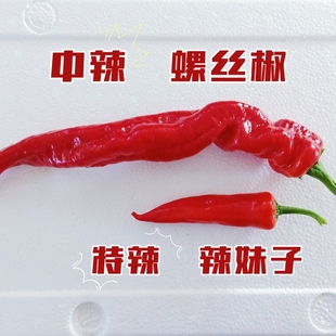 【特辣辣妹子+香辣螺丝椒】双拼红辣椒新鲜香农家肥种植辣酱原料