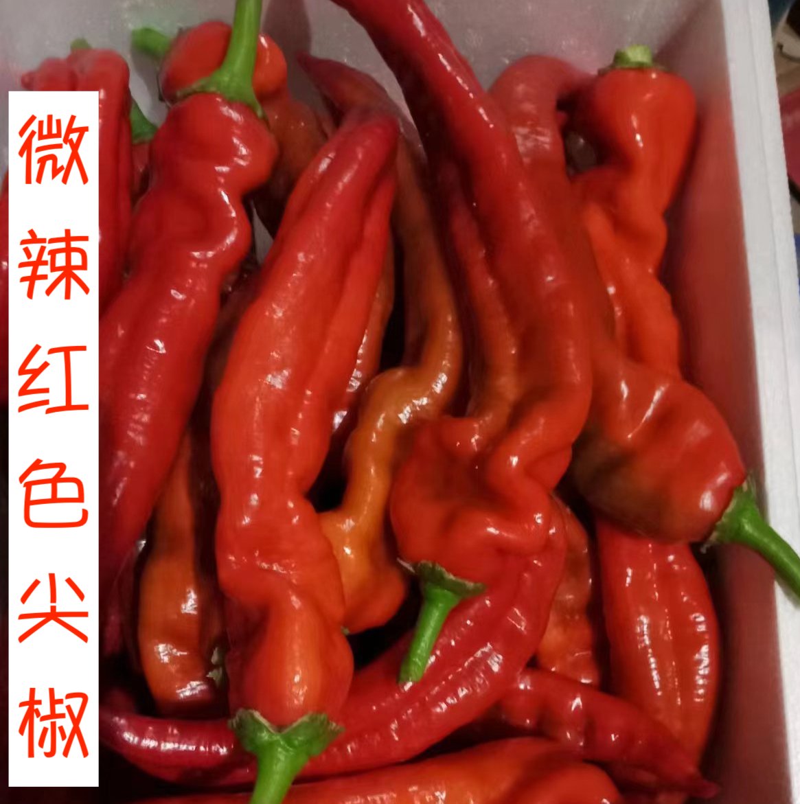 鲜香红辣椒尖椒现摘现发