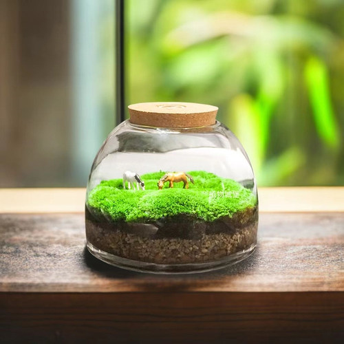 鲜活苔藓微景观植物城堡成品发货