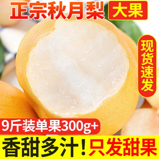 正宗秋月梨应当季原产地新鲜水果多汁美味脆甜产地现摘整箱打包发