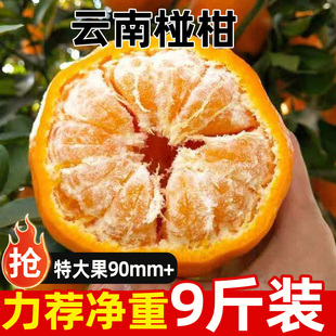云南椪柑原产地新鲜时令水果酸甜可口肉质细腻应当季园地现摘速发
