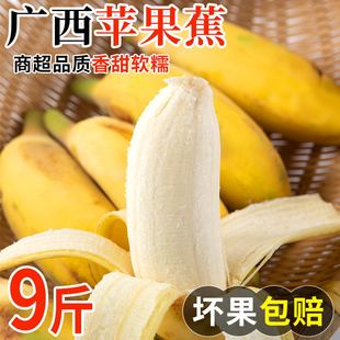 正宗广西苹果蕉应当季新鲜水果banana香蕉粉蕉现摘自然熟整箱速发