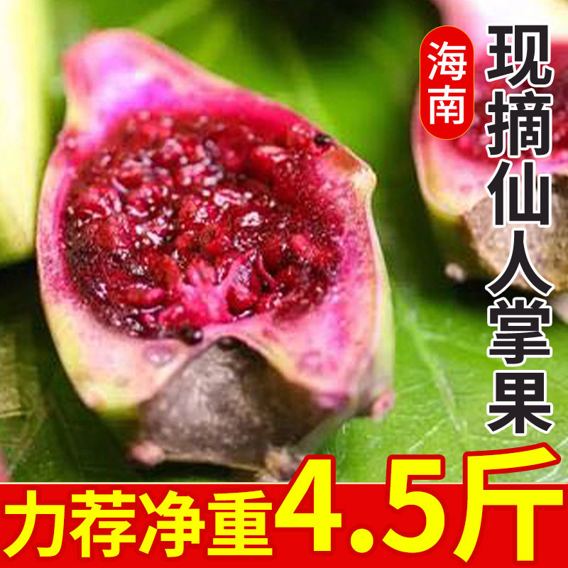 海南仙人掌果采摘新鲜