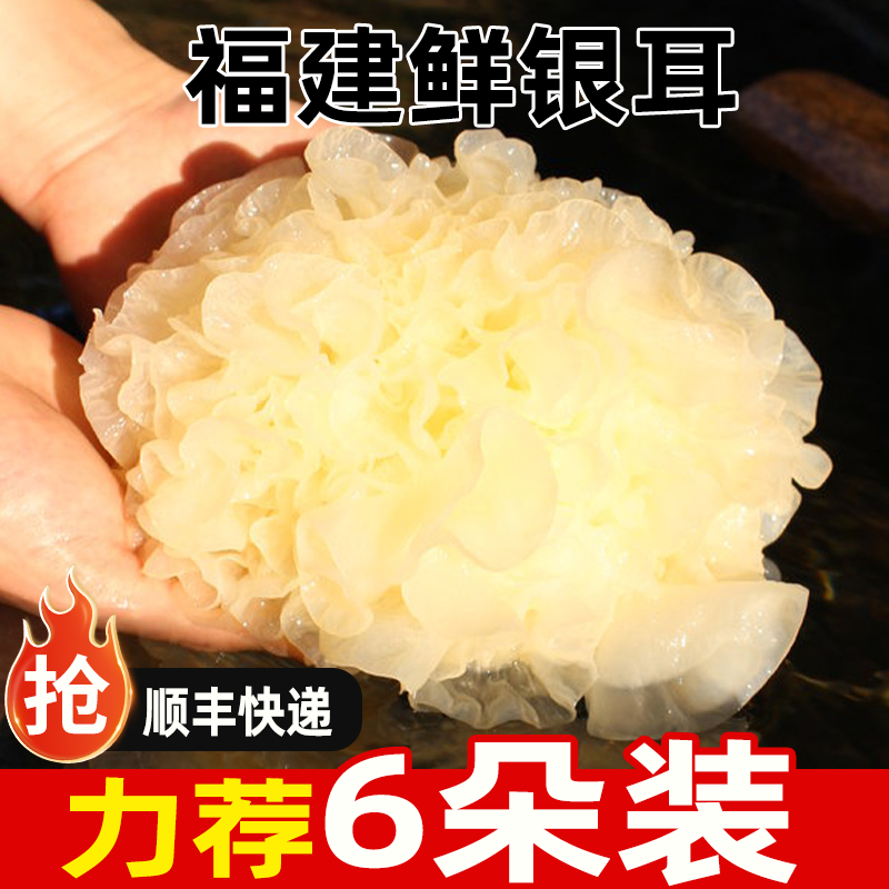 福建新鲜银耳顺丰6朵每朵约130g田古本草羹白木耳闷泡现货速发大