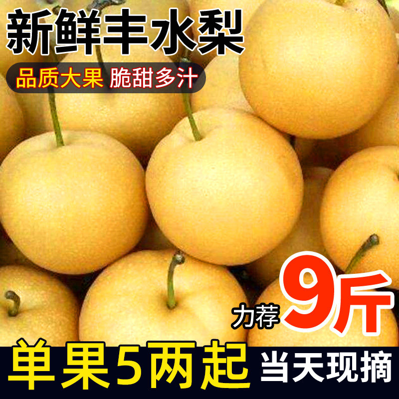 正宗丰水梨应当季原产地新鲜水果多汁美味果园现摘香甜可口甜速发