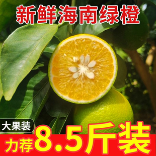 海南绿橙原产地应当季园地现摘新鲜时令水果酸甜多汁整箱打包发出