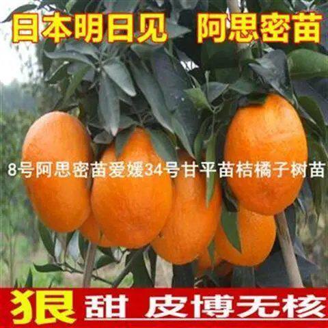 日本明日见柑橘阿斯蜜兴津58号阿思密苗爱媛34号甘平苗桔橘子树苗