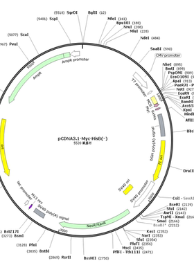 pCDNA3.1-Myc-HisB(-)